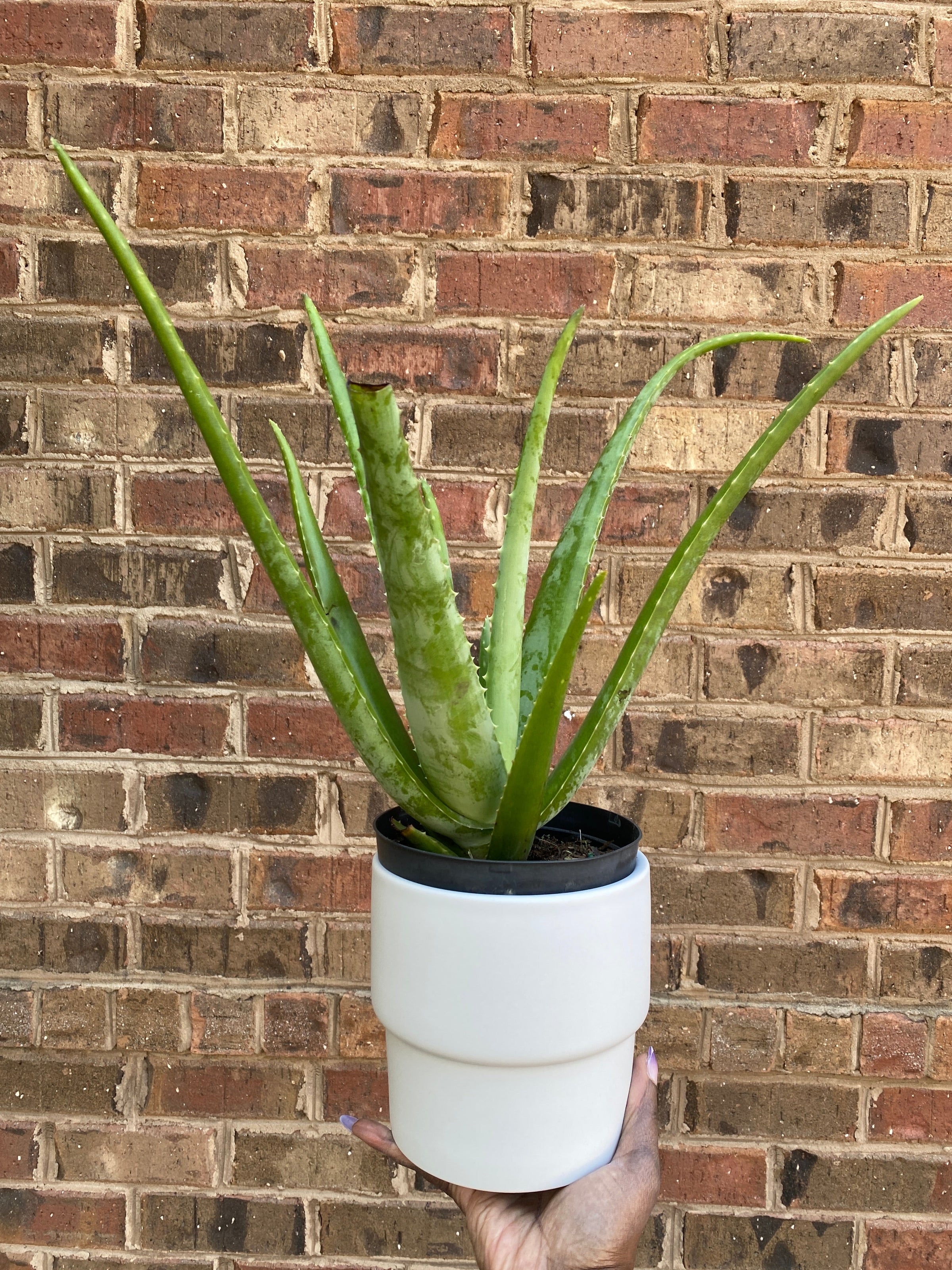 7 Essential Aloe Vera Care Tips