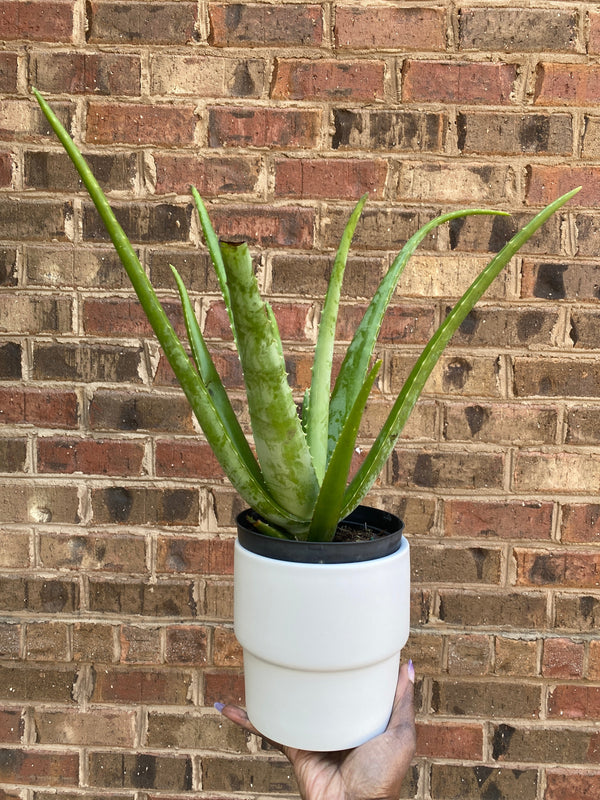 7 Essential Aloe Vera Care Tips