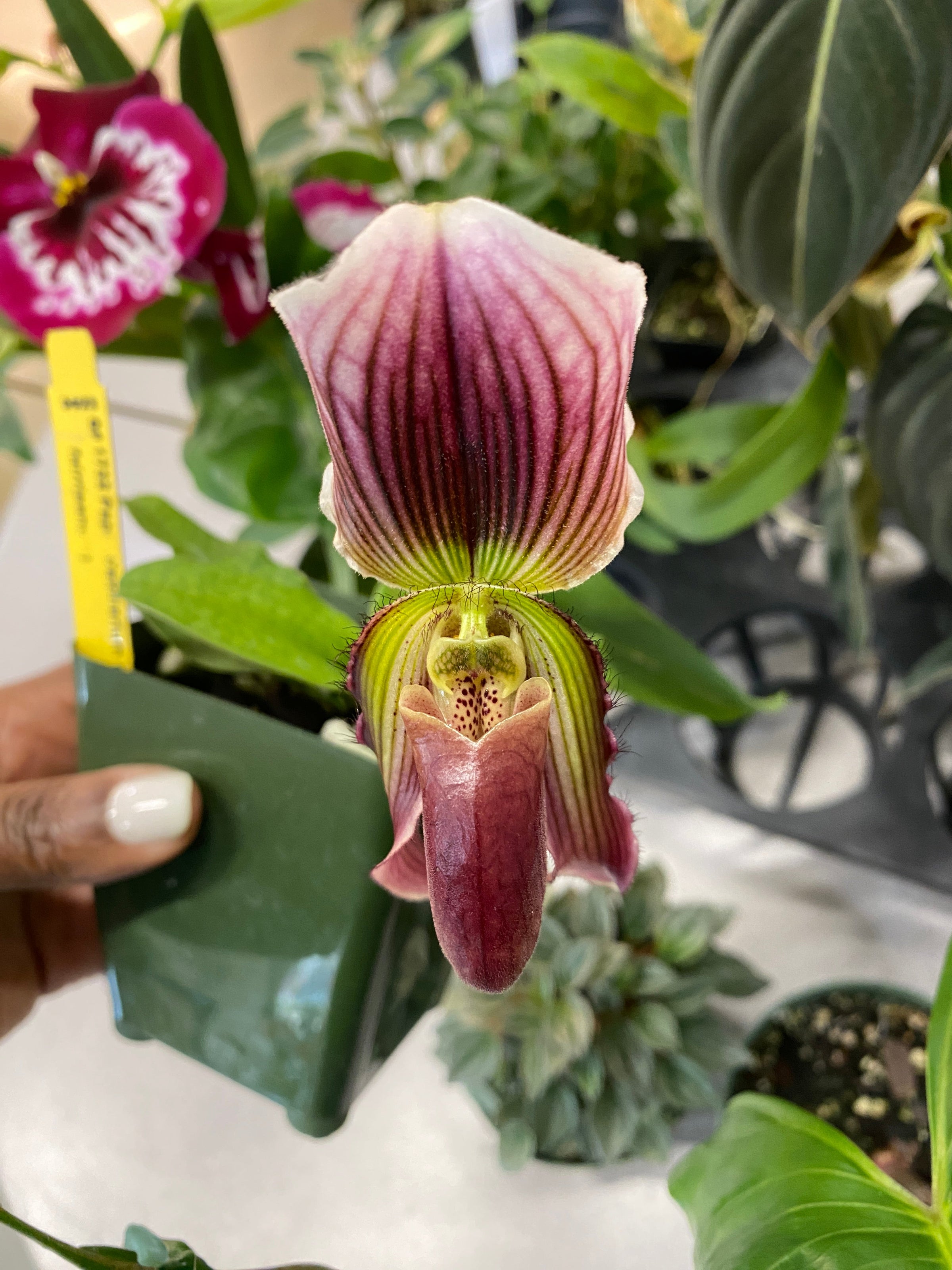 Paph. Barbatum Var. Nigritum