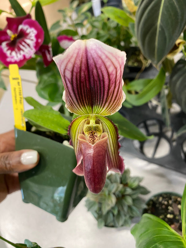 Paph. Barbatum Var. Nigritum