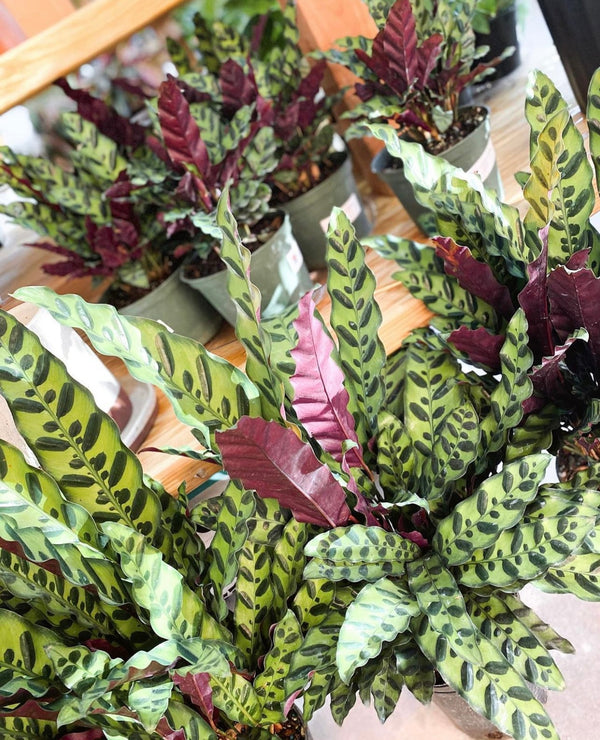 5 Tips to Help Your Calathea Thrive