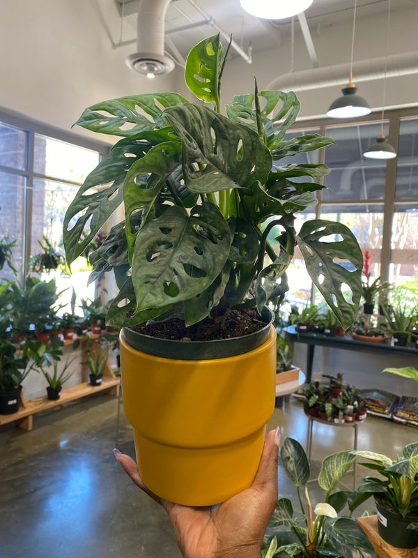 Monstera Swiss Cheese Care Guide