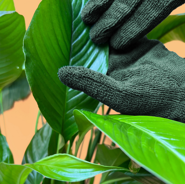 Why Spring Is the Perfect Time to Clean Your Houseplant Leaves