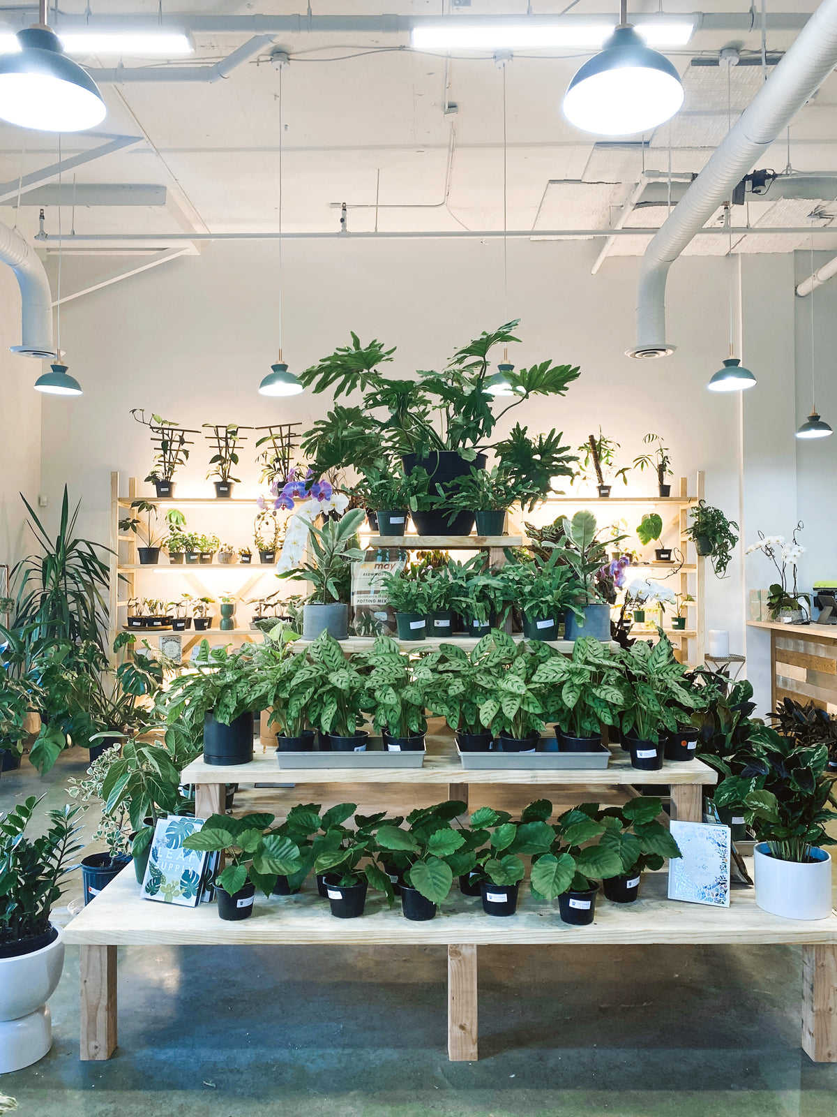 A POT TO PLANT IN PLANT SHOP IN ATLANTA