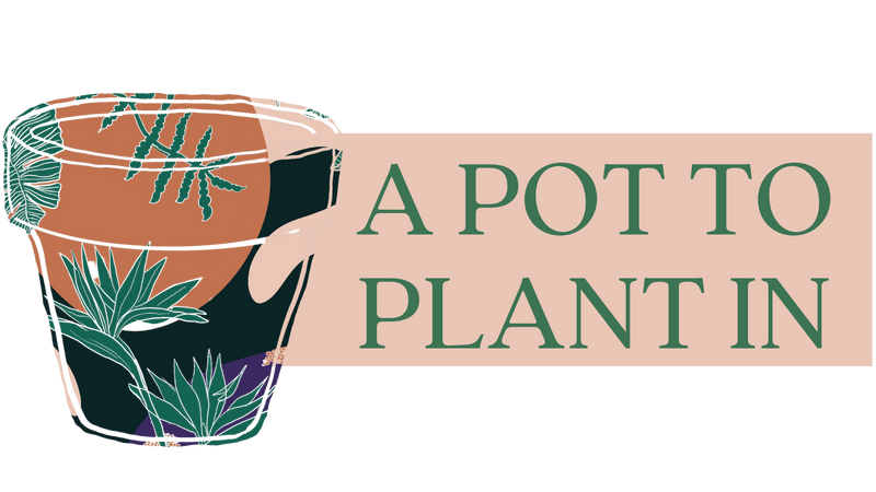 A Pot To Plant In Plant Shop