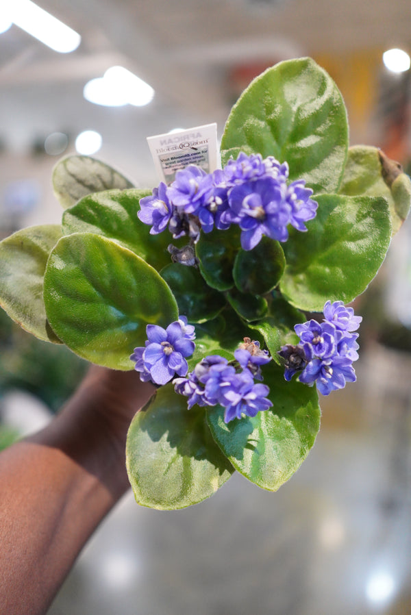 blooming plant foliage with purple flowers