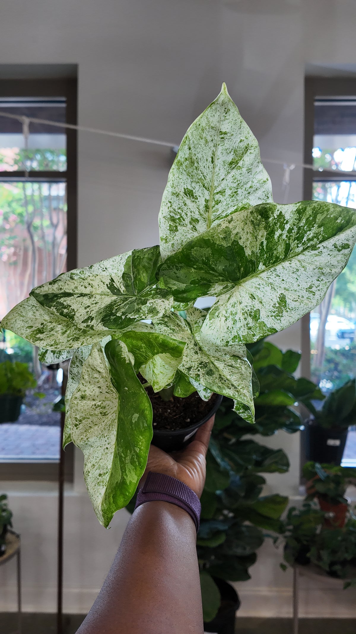 6" Alocasia Blizzard