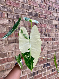 Variegated Alocasia