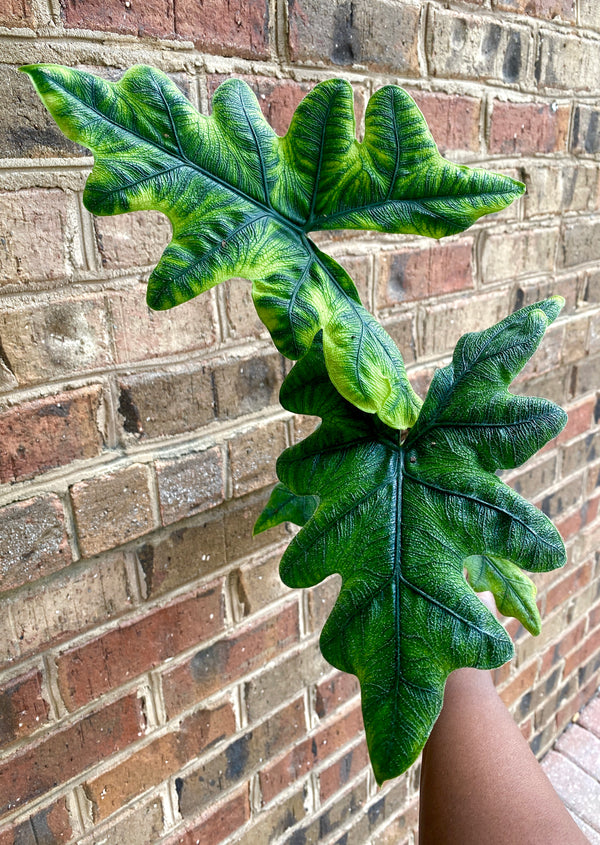 6" Alocasia Jacklyn Houseplant