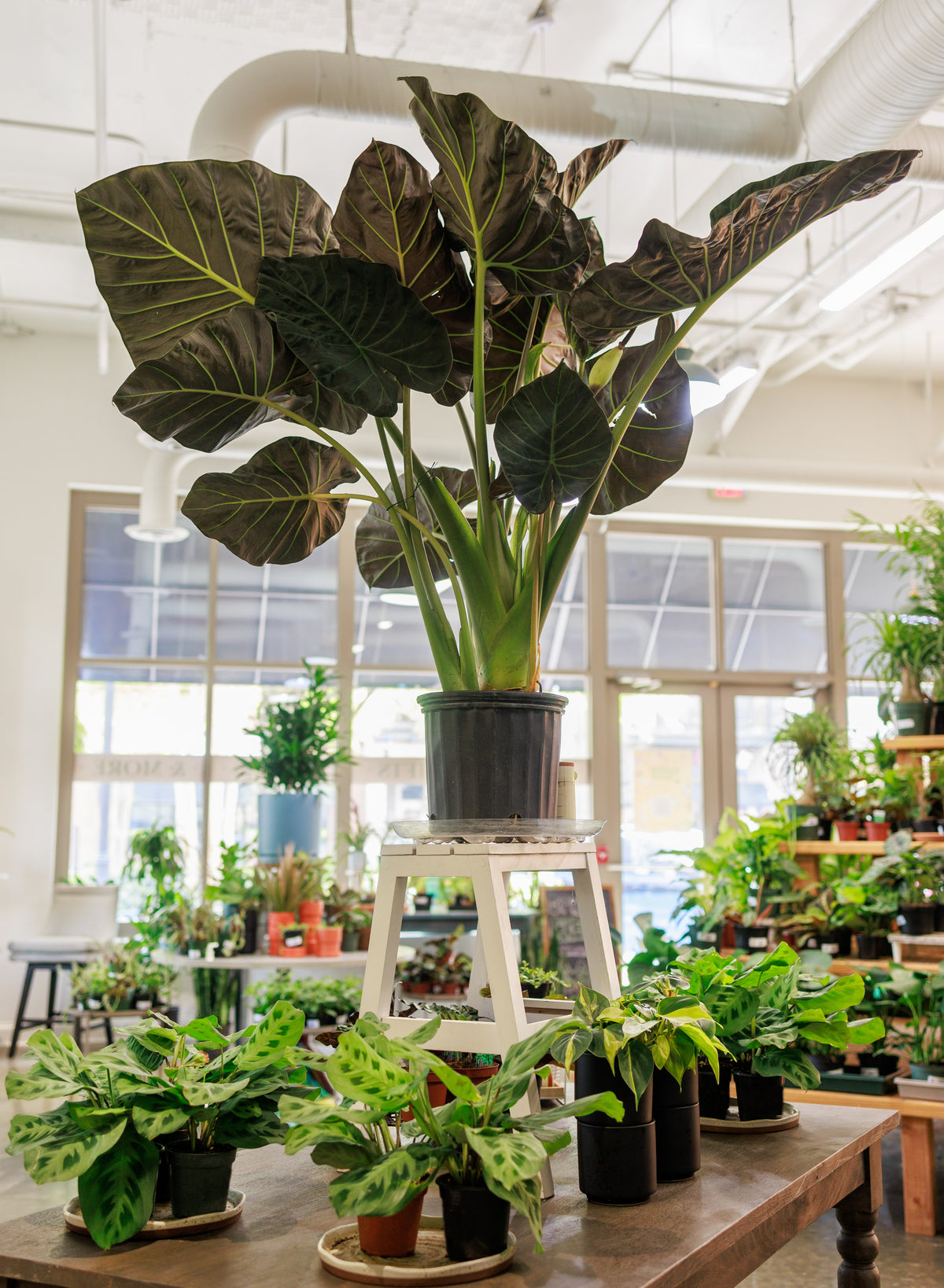 Alocasia Regal Shield