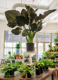 Alocasia Regal Shield