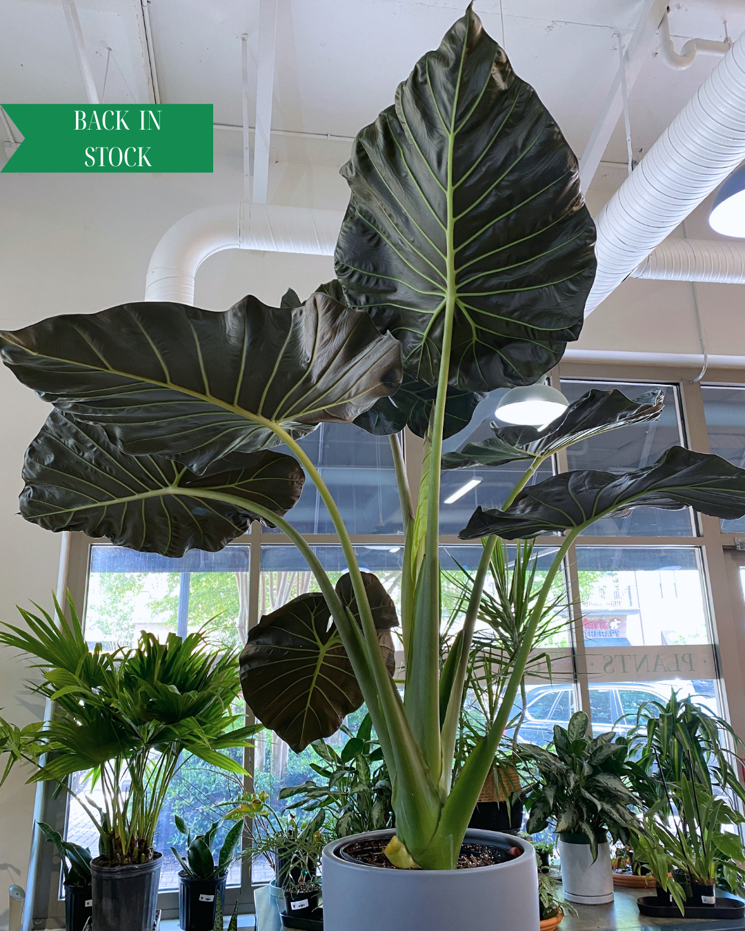10" Alocasia Regal Shield - PICKUP ONLY