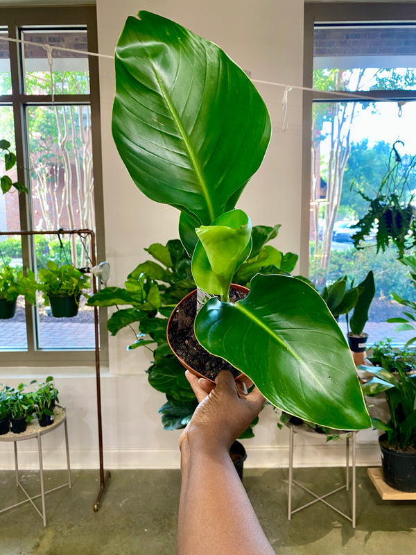 6" Bird of Paradise Houseplant