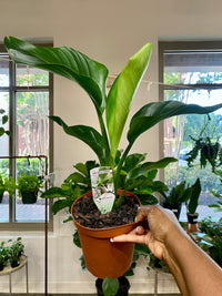 6" Bird of Paradise Houseplant