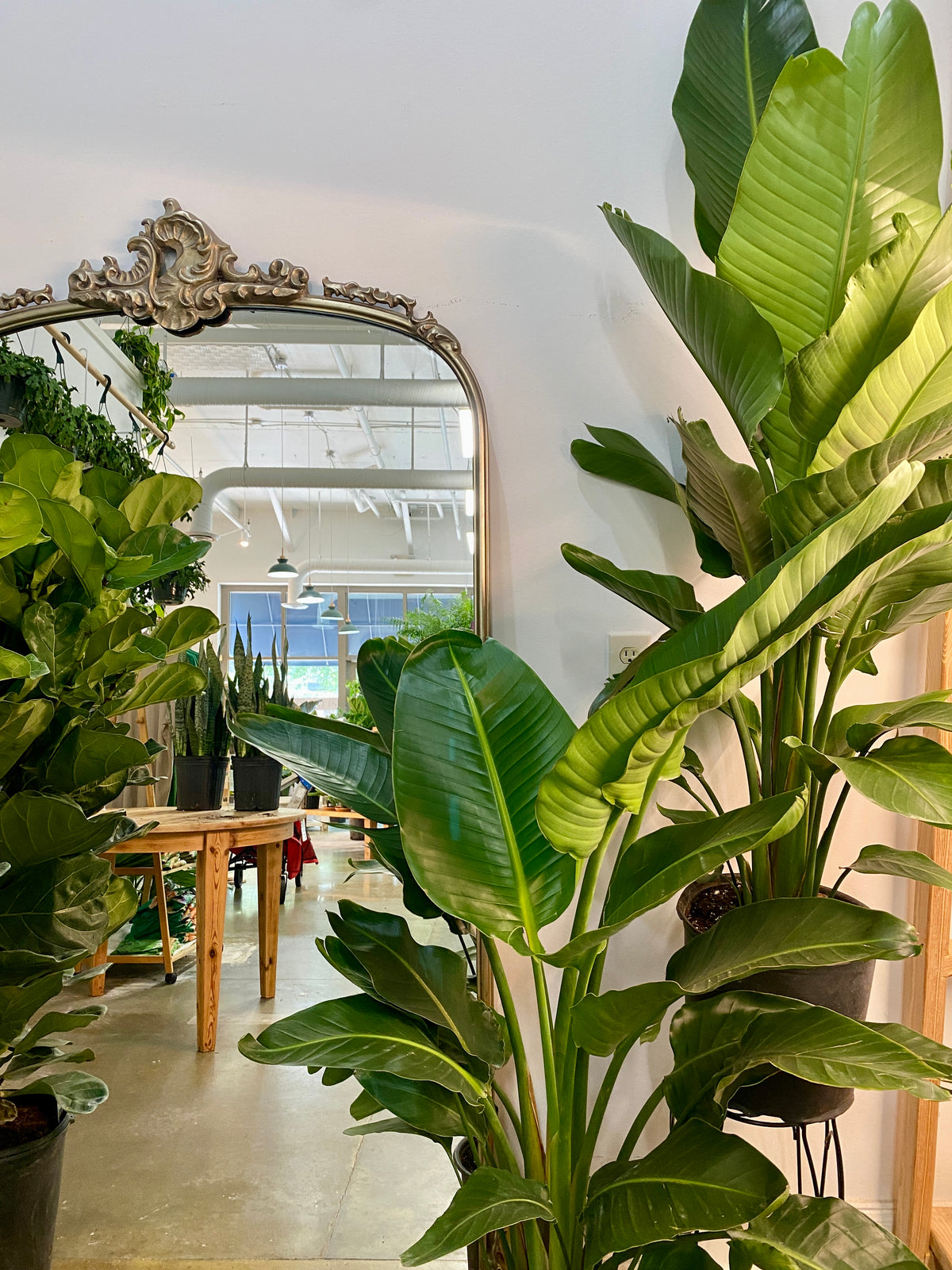 10" White Bird of Paradise