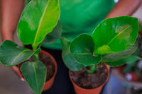 6" Bird of Paradise Houseplant