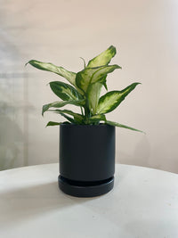 Dieffenbachia Camille (Dumb Cane) Houseplant