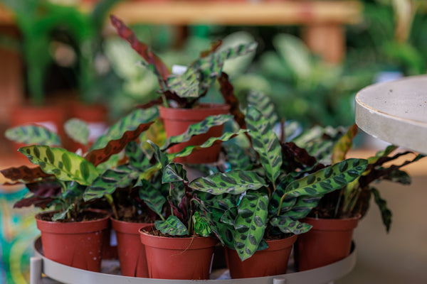 Prayer Plant