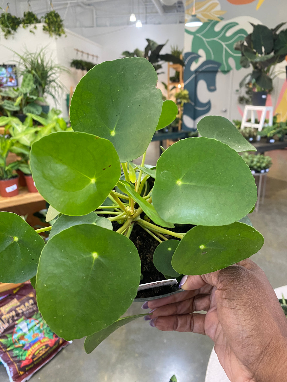 6" Chinese Money Plant