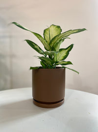 Coffee houseplant pot