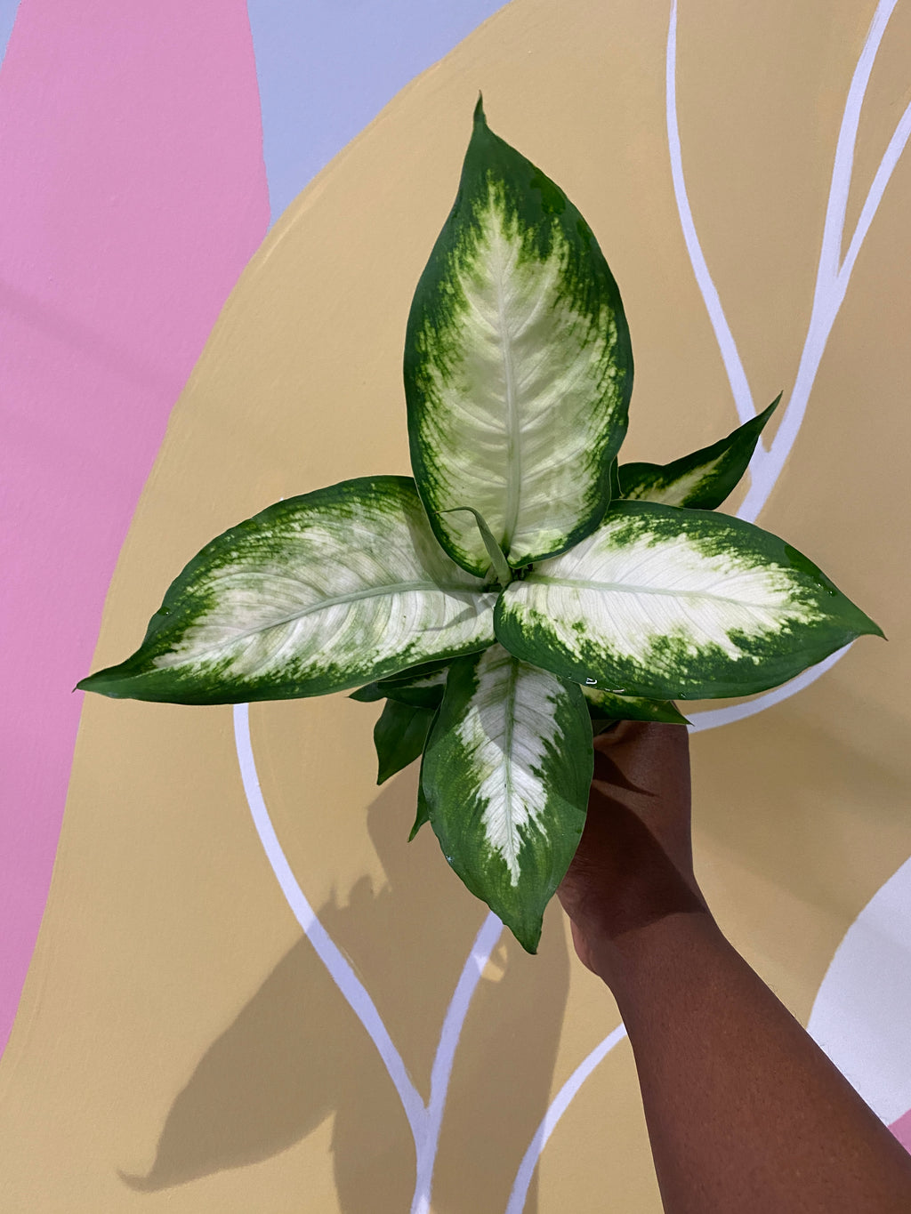 dieffenbachia camille Dieffenbachia Camille (Dumb Cane) Houseplant – A Pot to Plant In