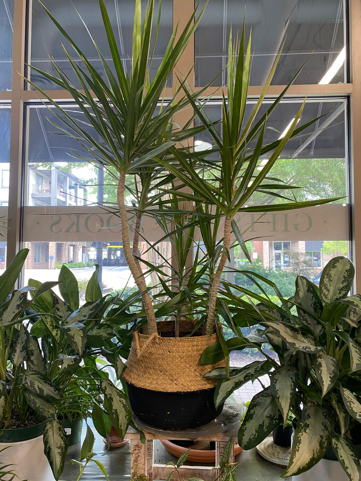 Dracaena - PICKUP ONLY