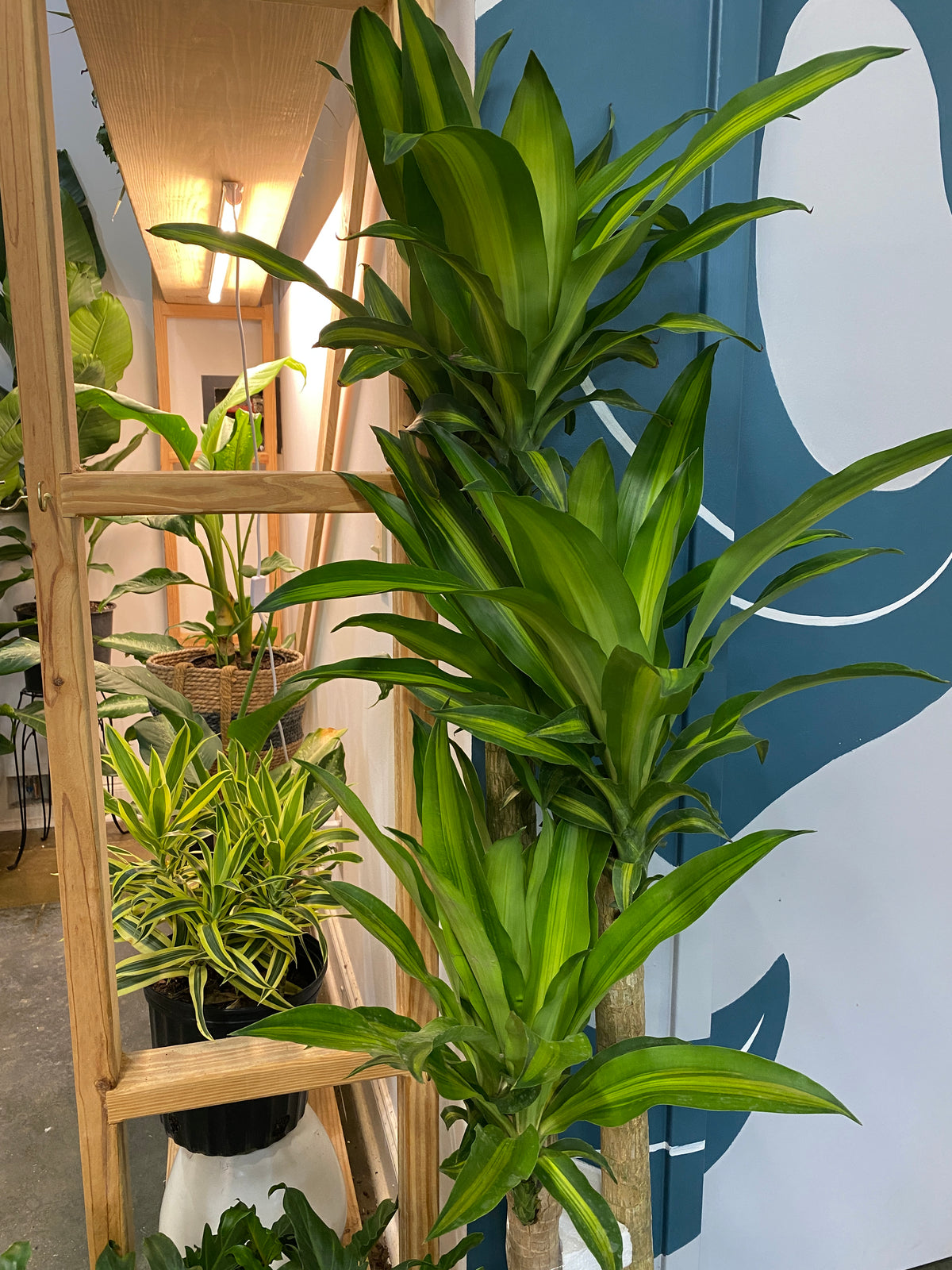 Dracaena Mass Cane - PICKUP ONLY