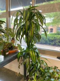 10" Dracaena Hawaiian Sunshine Cane - PICKUP ONLY