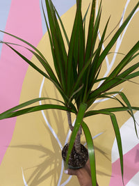 Dracaena Marginata Houseplant
