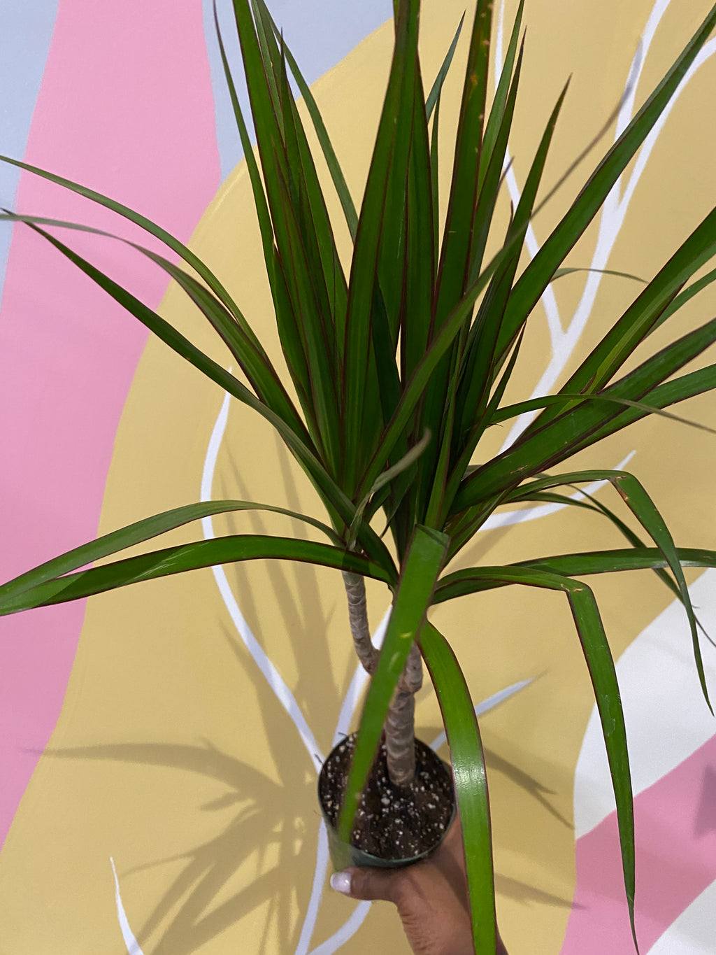 Dracaena Marginata Houseplant – A Pot to Plant In