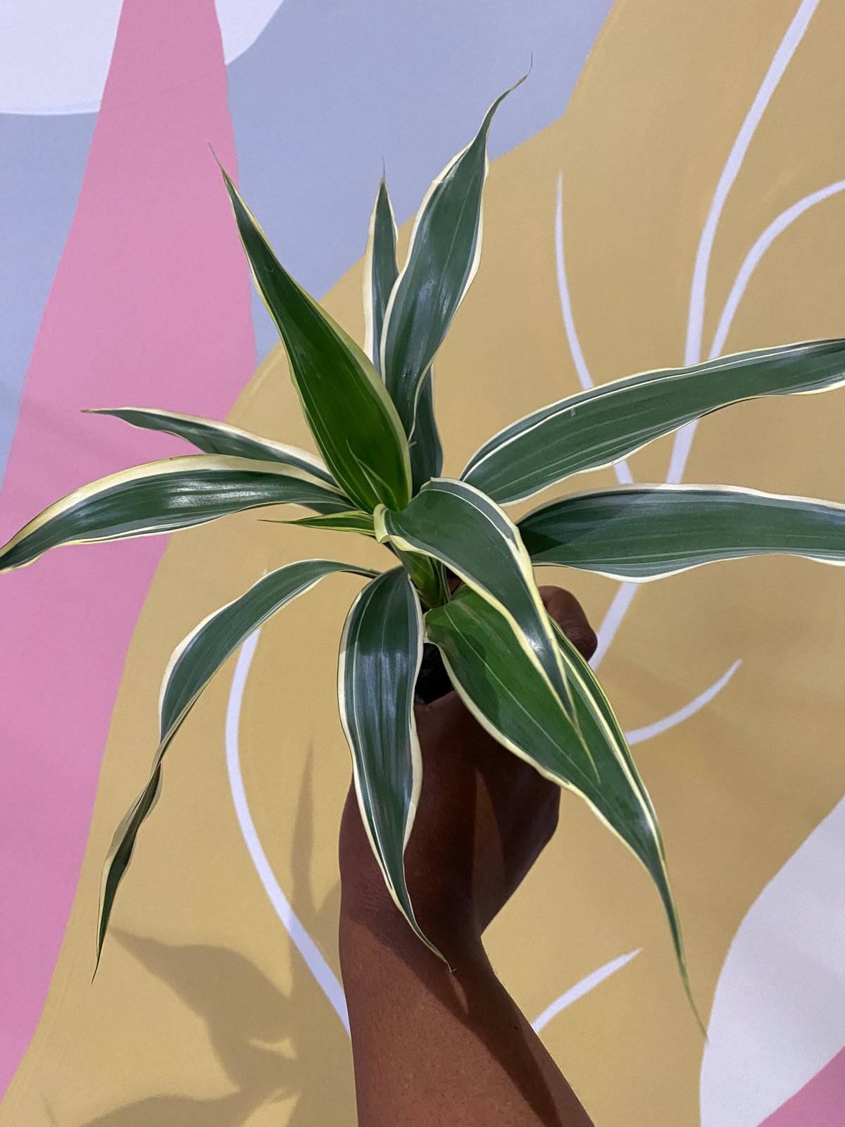 Dracaena Sanderiana Houseplant