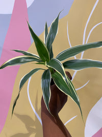Dracaena Sanderiana Houseplant