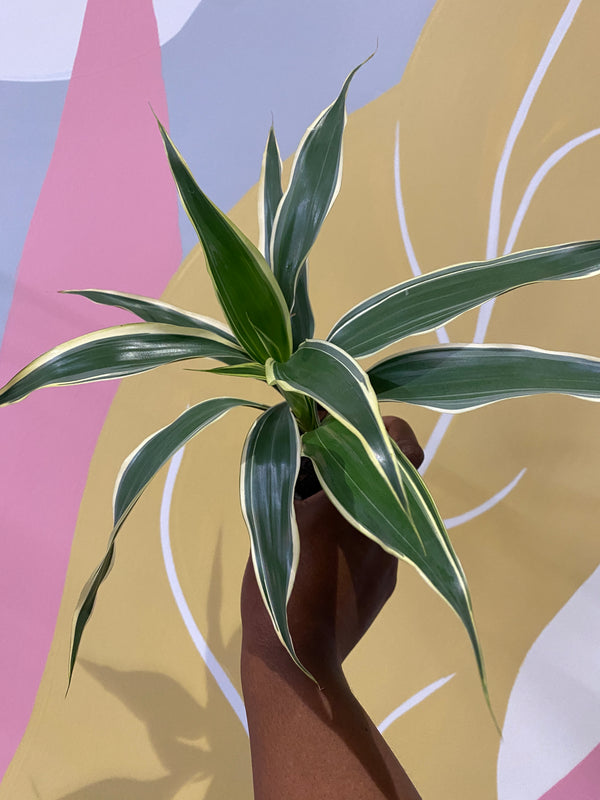 Dracaena Sanderiana Houseplant