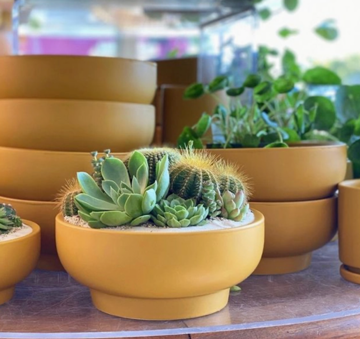 Desert Terrarium Design Workshop