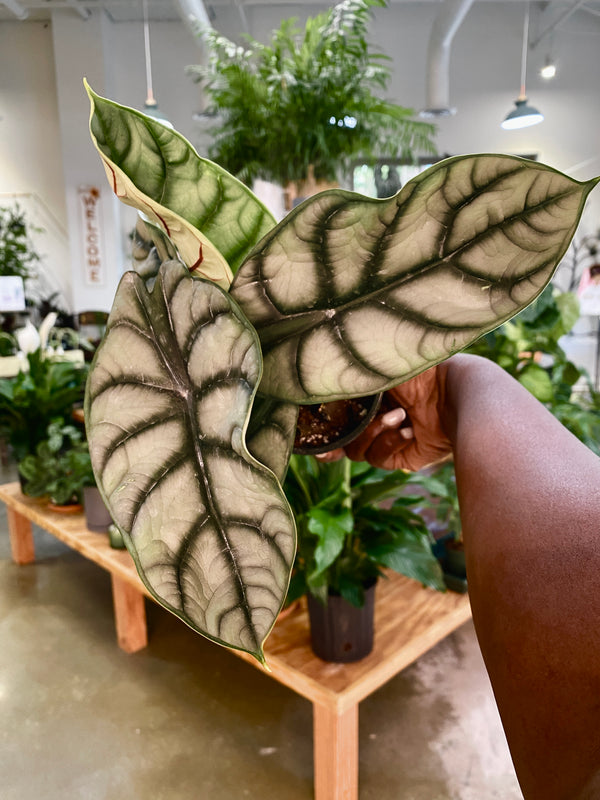 Alocasia Silver Dragon