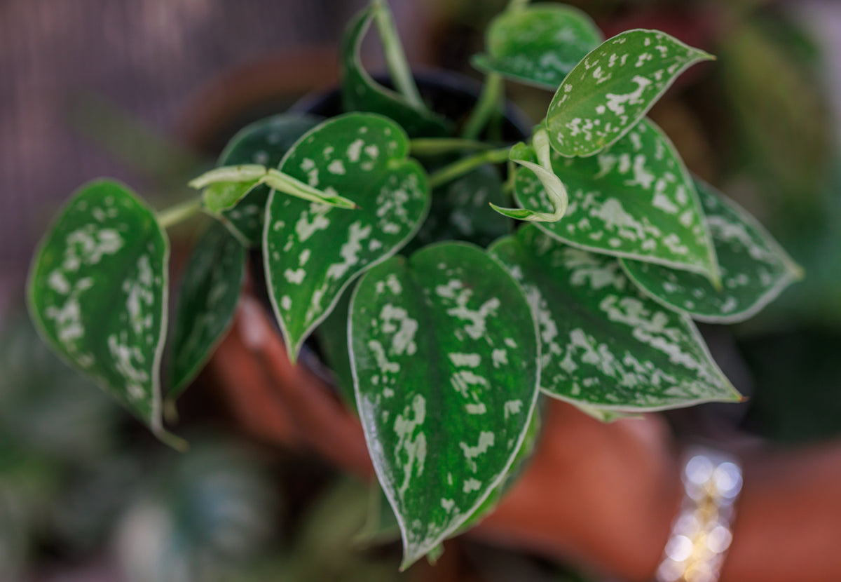 4" Scindapsus Pictus Houseplant