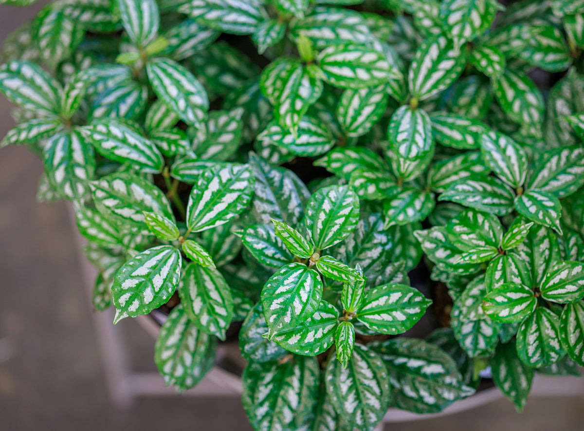 4" Pilea Aluminum Houseplant