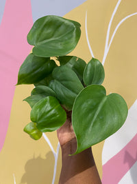 Heart Leaf Philodendron