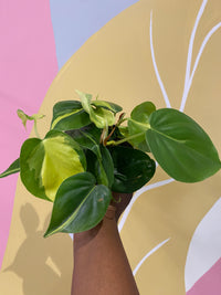 Philodendron Brasil Houseplant