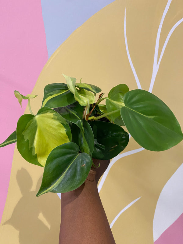 Philodendron Brasil Houseplant