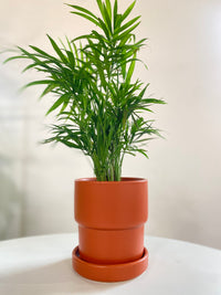 Parlor Palm Houseplant