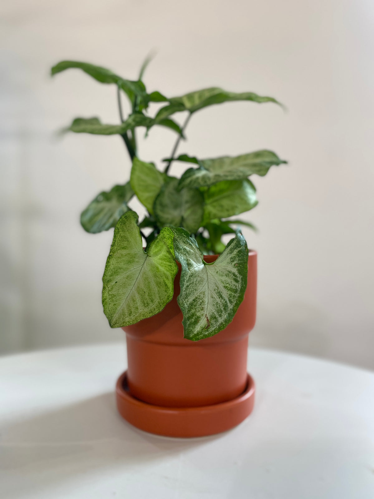 Syngonium White Butterfly (Arrowhead Houseplant)