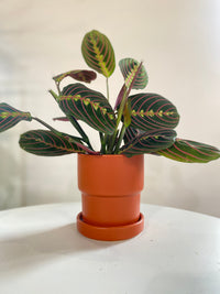 Calathea Maranta Red