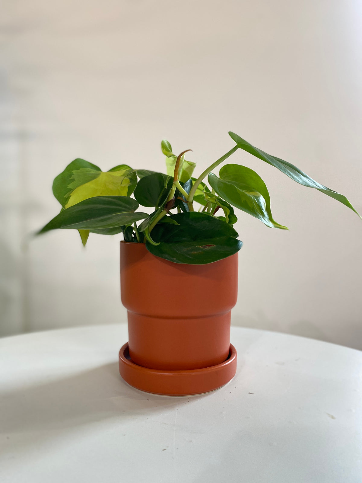 Philodendron Brasil Houseplant