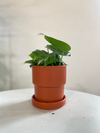 Heart Leaf Philodendron