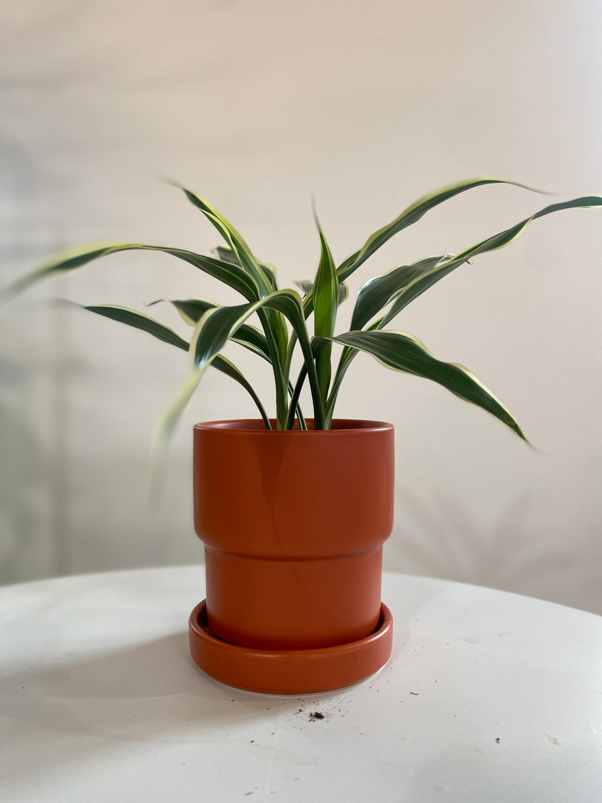 Dracaena Sanderiana Houseplant
