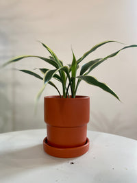Dracaena Sanderiana Houseplant