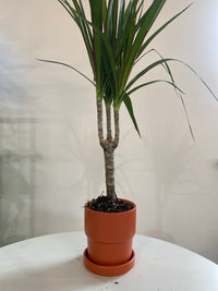 Dracaena Marginata Houseplant