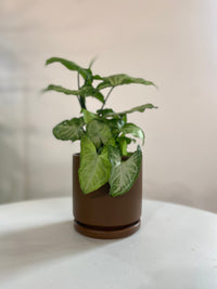 Syngonium White Butterfly (Arrowhead Houseplant)