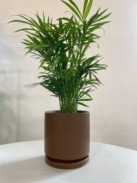 Parlor Palm Houseplant
